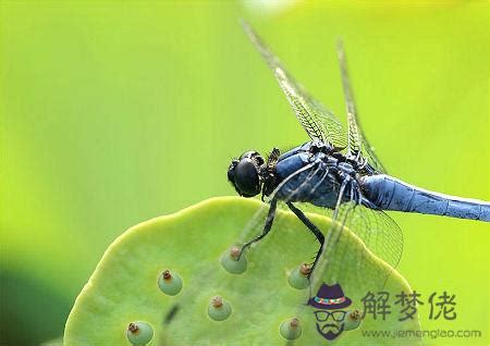 蜻蜓 風水|【家裡出現蜻蜓代表什麼】家中突現蜻蜓，好兆頭還是警訊？